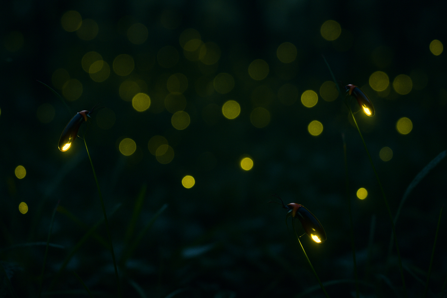 Best Time to Visit the Firefly Sanctuary in Mexico (2025 Guide)