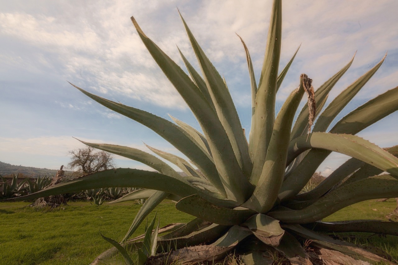 San Miguel de Allende Tour - Firefly Sanctuary Glamping (Private Tent)